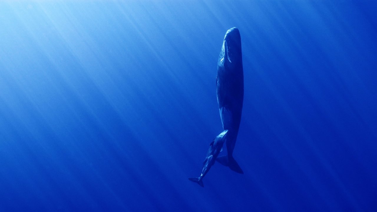 Whales and I Movie Screenshot 1