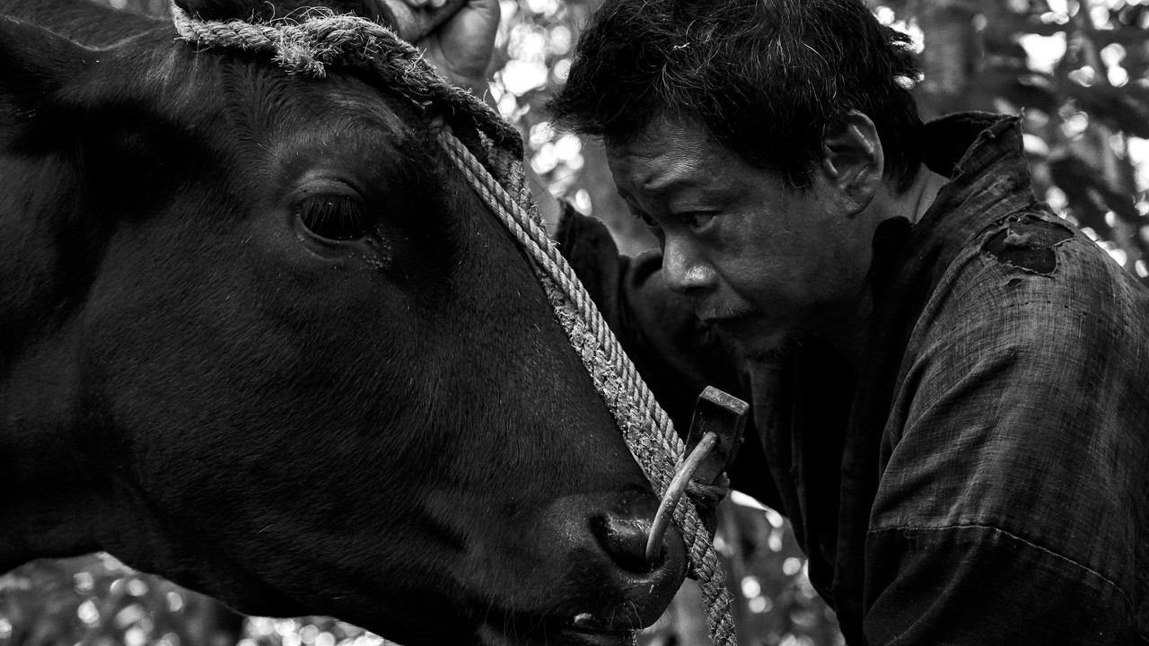 Black Ox Movie Screenshot 1