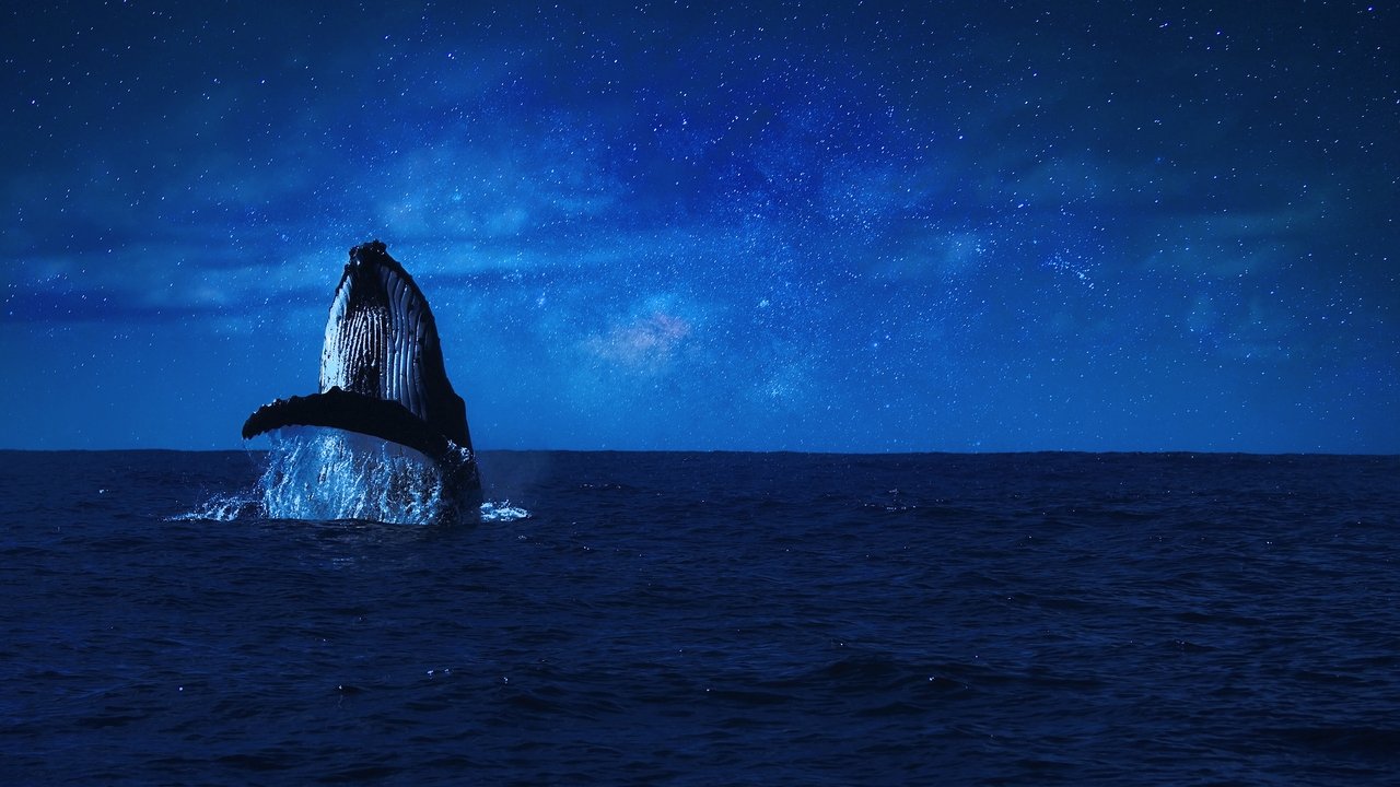 Whales and I Movie Screenshot 3