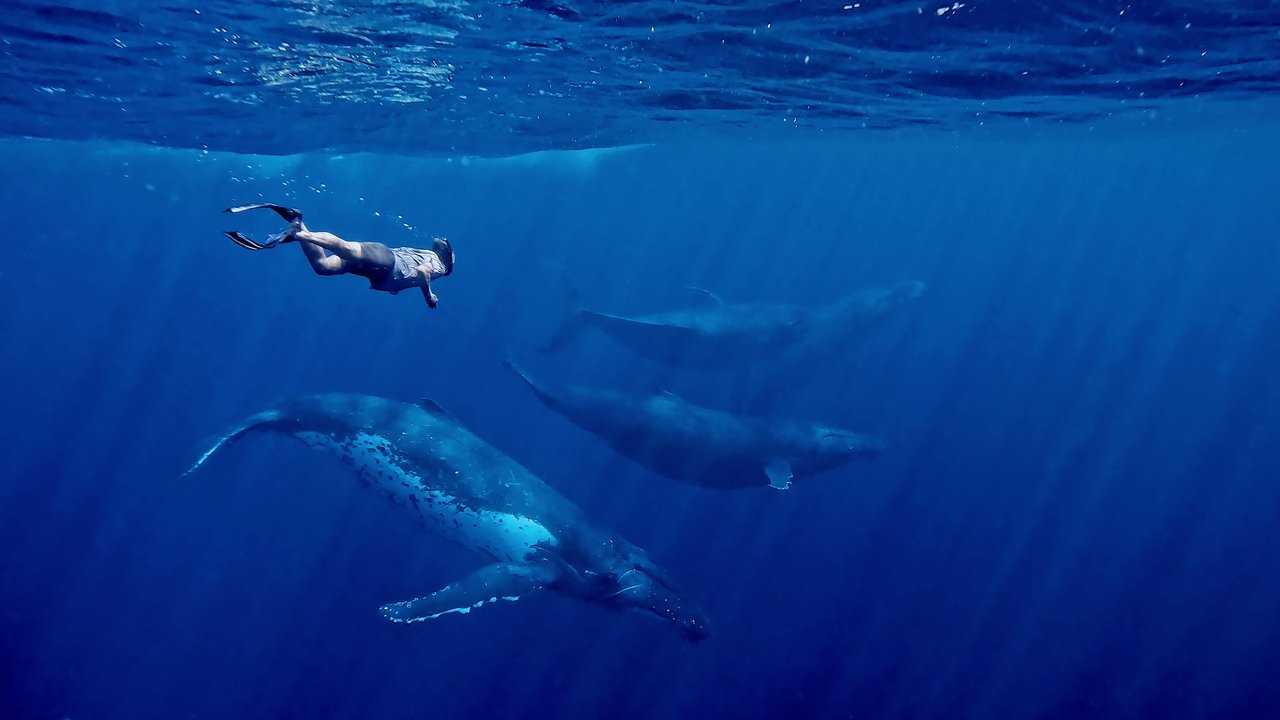 Whales and I Movie Screenshot 2