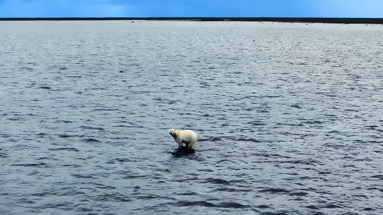 Whales and I Movie Screenshot 5